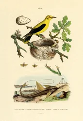 Kiefernschwebfliege
